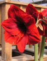 Amaryllis Jumbo Potted Kit - Red Lion